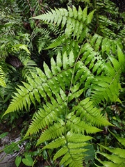 Diplazium esculentum