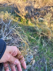 Celtica gigantea