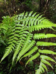 Diplazium esculentum