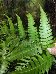 Diplazium esculentum