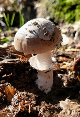 Amanita constricta