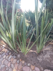 Asparagaceae