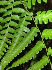 Diplazium esculentum