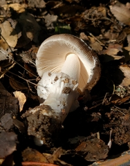 Amanita constricta
