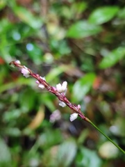 Persicaria posumbu