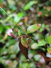 Persicaria posumbu