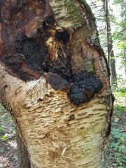 Inonotus obliquus sterilis