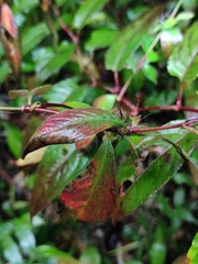 Persicaria posumbu