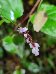 Persicaria posumbu