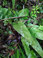 Neocheiropteris ovata