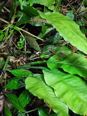 Neocheiropteris ovata
