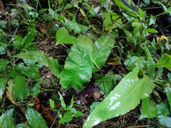 Neocheiropteris ovata