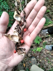 Adenanthera pavonina