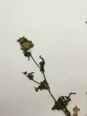 Moscharia pinnatifida