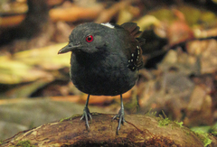 Dull-Mantled Antbird photo 2
