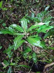 Ardisia crenata