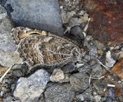 Pseudochazara hippolyte