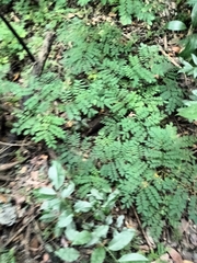 Adenanthera pavonina