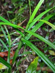 Carex maubertiana
