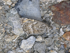 Pseudochazara hippolyte