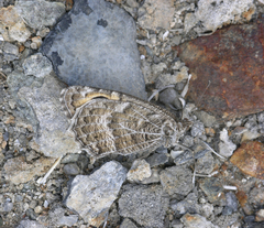 Pseudochazara hippolyte