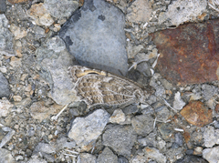 Pseudochazara hippolyte