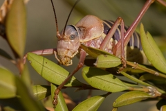 Ephippiger diurnus diurnus