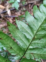 Diplazium esculentum