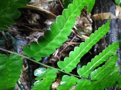 Diplazium esculentum