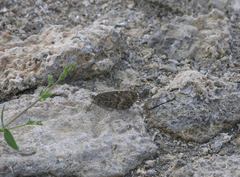 Pseudochazara hippolyte