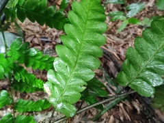 Diplazium esculentum