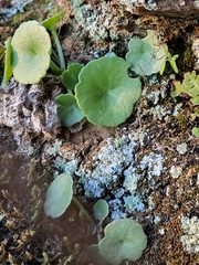Umbilicus rupestris