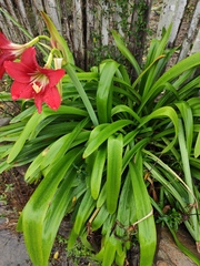 Hippeastrum striatum
