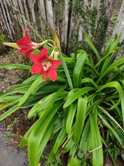 Hippeastrum striatum