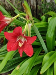 Hippeastrum striatum