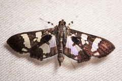 Desmia bajulalis