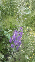 Verbascum phoeniceum