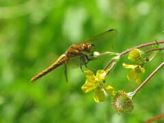 Sympetrum madidum