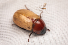 Cyclocephala melanocephala