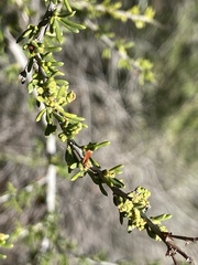 Eriophyes adenostomae