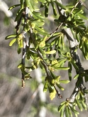 Eriophyes adenostomae