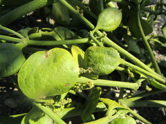 Phoradendron macrophyllum