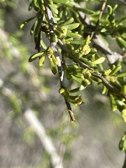 Eriophyes adenostomae