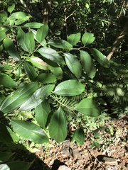 Celtis tetrandra