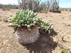 Euphorbia esculenta