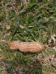 Cotinis mutabilis
