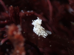 Aegires albopunctatus