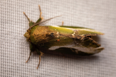 Disphragis splendens