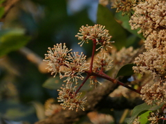 Ixora brachiata
