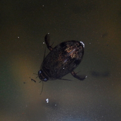 Thermonectus